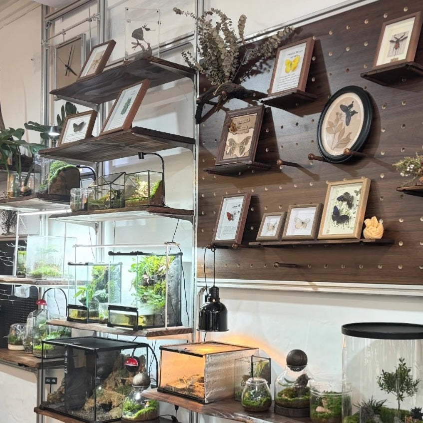 Live Edge Floating Wood Shelf – Rustic Natural Solid Wood Wall Shelf