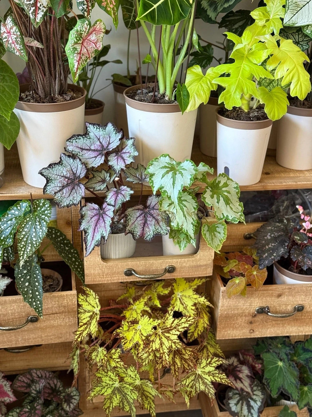 Vintage Multi-Drawer Wooden Cabinet on Wheels