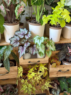 Vintage Multi-Drawer Wooden Cabinet on Wheels