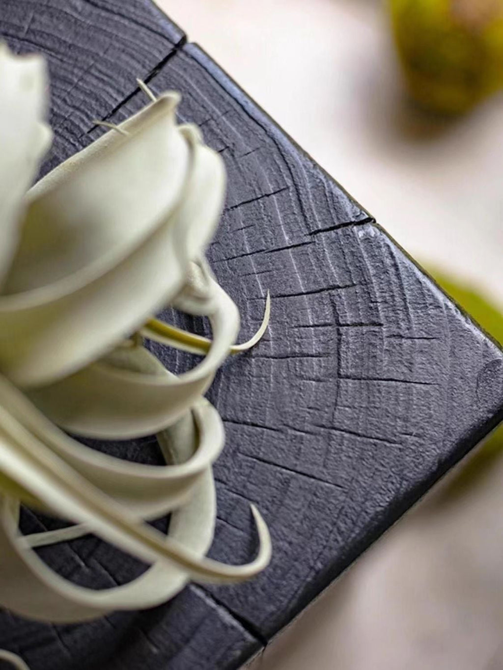 Charcoaled Pedestal Stand - Solid Wood - Display Base for Home Decor, Sculptures, or Plants