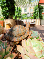 Outdoor Garden Tortoise Statue Tabletop Decoration